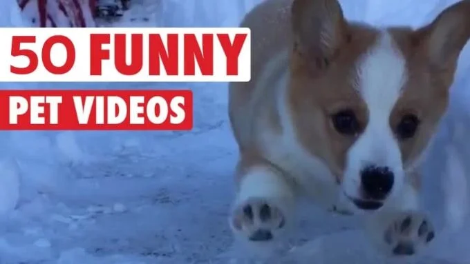 Royalty free outlet funny videos